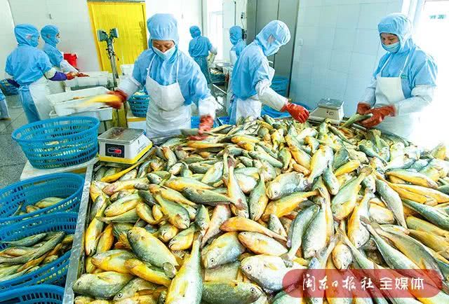 喜訊！寧德大黃魚入選“中國十珍”